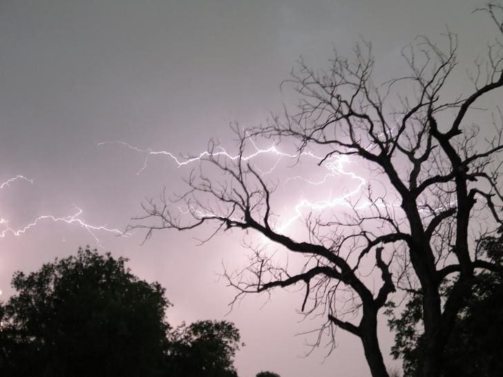 Cottonwood Tree
